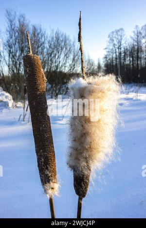 Im Winter faulen die Welpen auf und verbreiten ihre Samen. Februar Stockfoto