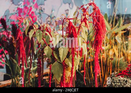 Amaranthus cruentus, roter Amaranth im Garten. Stockfoto