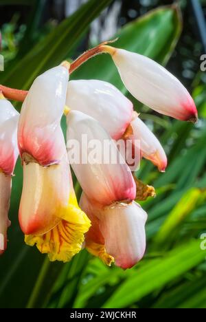 MuschelIngwer (Alpinia zerumbet), Zingiberaceae. Rhizomatöse Staudenkraut, Zierpflanze. Weiße und gelbe Blüte. Stockfoto