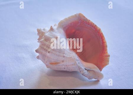 Leere Schale aus rapana venosa vor hellem Hintergrund Nahaufnahme. Stockfoto