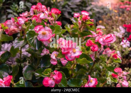 Pflanzen einer Begonia von immer blühender Blüte (Begonia semperflorens) Stockfoto