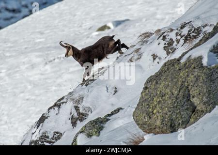 AlpenGämse (Rupicapra rupicapra), männlich, mit halsbrecherischer Geschwindigkeit einen schneebedeckten Hang hinunter, italienische Alpen. Januar. Stockfoto