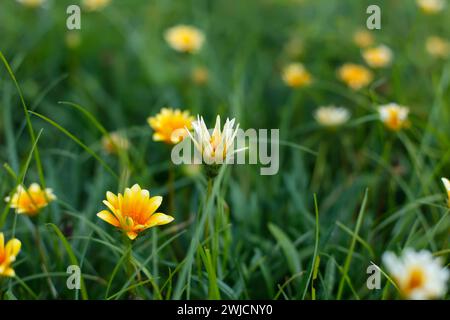 Gazania Blumen, Garten mit gelben Pflanzen, Schatzblume - selektiver Fokus Stockfoto