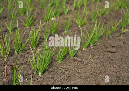 Zwiebeln keimen im Boden. Gemüse aus den Setzlingen des Gartens. Stockfoto