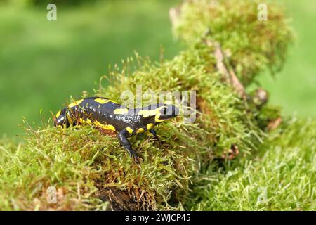 Feuersalamander (Salamandra salamandra), über Moos, Wildtiere, Nordrhein-Westfalen, Deutschland Stockfoto