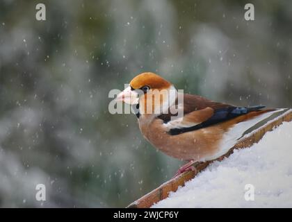 Hawfinch (Coccothraustes coccothraustes) sitzt auf dem Dach eines Vogelhauses im Schnee, Rheinland-Pfalz, Deutschland Stockfoto