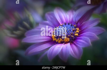 Cape marguerite (Dimorphotheca ecklonis, Osteospermum ecklonis), Nahaufnahme, heimisch in Südafrika Stockfoto