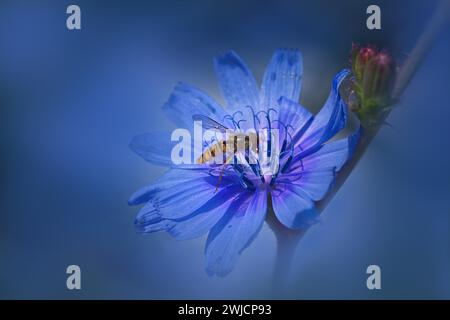 Zichorien (Cichorium intybus), mit einer schwebfliege (Syrphidae), Rheinland-Pfalz, Deutschland Stockfoto