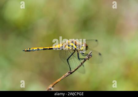 Junger männlicher schwarzer Darter (Sympetrum danae), noch nicht gefärbt, Syddanmark, Dänemark Stockfoto