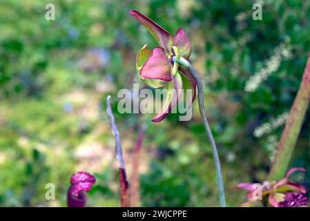 Weißkannenpflanze (Sarracenia leucophylla), Botanischer Garten, Erlangen, Mittelfranken, Bayern, Deutschland Stockfoto