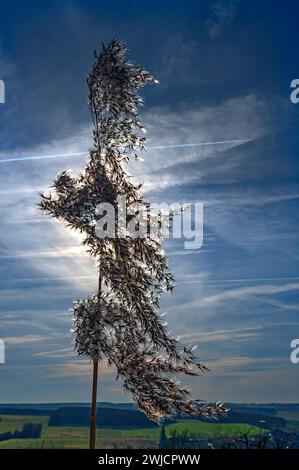 Schilf (Phragmites australis) mit Hintergrundbeleuchtung, Bayern, Deutschland Stockfoto