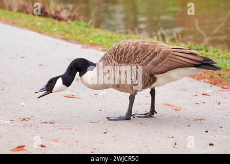 Kanadische Gänse Brot ( Branta Canadensis ) Stockfoto