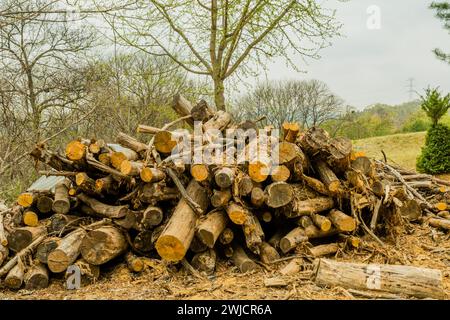 Haufen frisch geschnittener Stämme, die auf dem Boden vor Bäumen in der Wildnis in den Bergen in Südkorea liegen Stockfoto