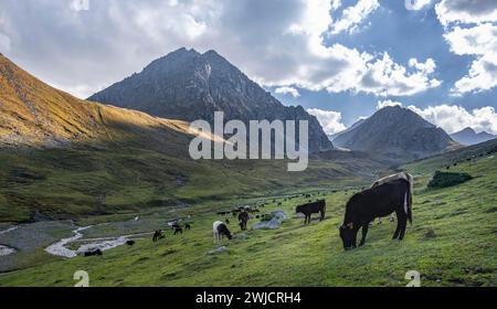 Kühe in einem Bergtal im Tien Shan-Gebirge bei Altyn Arashan, Kirgisistan Stockfoto