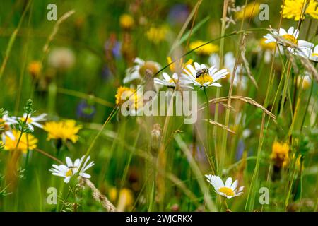 Blühende Margueriten (Leucantheme) mit westlicher Honigbiene (APIs mellifera), bunte Blüten, Gräser und Insekten in einer wilden, natürlichen Blume Stockfoto