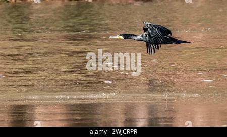 Fliegende Kormorane (Phalacrocorax carbo), Praia de Sao Martinho do Porto, Portugal Stockfoto