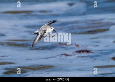 Sanderling (Calidris alba) fliegt über dem Meer, Praia de Sao Martinho do Porto, Portugal Stockfoto