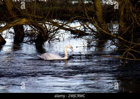 Schwan schwimmt gegen einen schnell fließenden, überfluteten Fluss. Erhöhte Ebenen ermöglichen es dem Schwan, sich aus den untergetauchten Büschen zu bewegen. Cygnus. Stockfoto