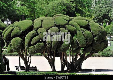 Zypressen, mediterrane Zypressen (Cupressus sempervirens), Parque del Retiro, Madrid, Spanien Stockfoto