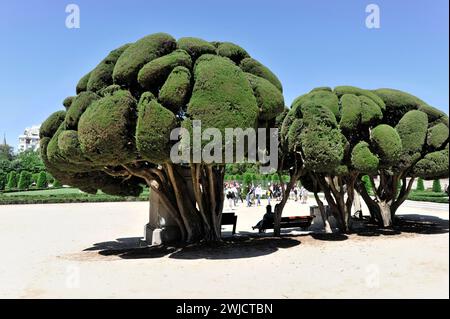 Zypressen, mediterrane Zypressen (Cupressus sempervirens), Parque del Retiro, Madrid, Spanien Stockfoto