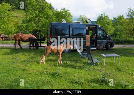 Ein Wohnmobil steht auf einer Wiese, zwei Pferde grasen in einer idyllischen Landschaft, neugieriges Fohlen und Damm, Nucet, Bihor, Grafschaft, Rumänien Stockfoto