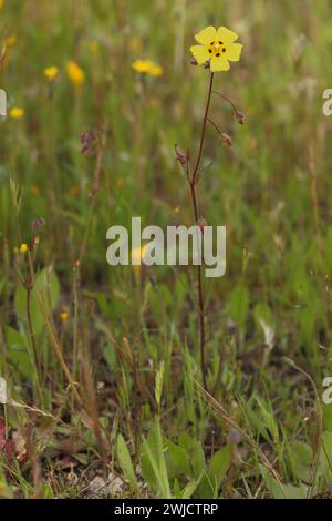 Jährliche Felsenrose (Tuberaria guttata), Tuberaria, Cistaceae, Malvales, Angiospermae, Angiospermae, Monocotyledonae, Pflanzen, Campillo de Deleitosa Stockfoto