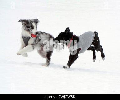 Zwei Hunde spielen mit einem Ball in einem verschneiten Park, Berlin, 02/2021 Stockfoto
