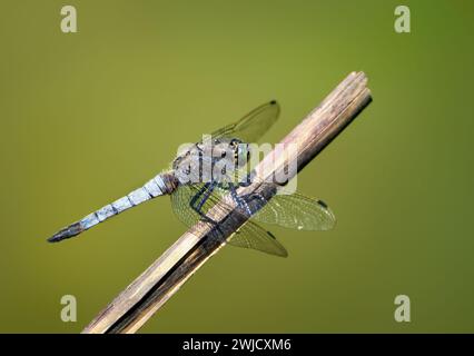 Schwarzschwanzskimmer (Orthetrum cancellatum), männlich, der auf einem getrockneten Schilf sitzt Stockfoto