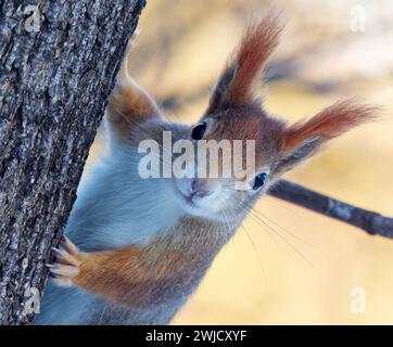 Rotes Eichhörnchen, Sciurus vulgaris Kopfporträt, Klettern am sonnigen Wintertag im Stromovka Park, Prag, Tschechische Republik. Stockfoto