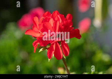 Nahaufnahme der Blüten des roten Efeublättrigen pelargoniums (pelargonium peltatum) in Blüte Stockfoto