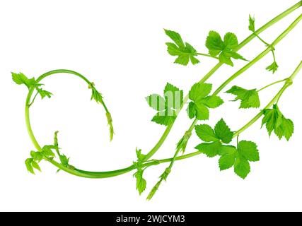 Grüne Hopfenzweige mit Blättern, schön geschwungen. Schönheit in der Natur. Zutat zum Brauen. Hopfengirlande. Frühlingsgrün. Isolierte Ranken und h Stockfoto