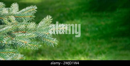 Sommer Waldlandschaft bei sonnigem Wetter - Waldbäume, sanftes Sonnenlicht. Grüne Zweige von Kiefern. Tannenzweig. Tannenzweig im Frühjahr. Stockfoto