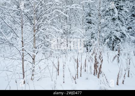 Querformat. Der Winter erstreckt sich an einem frostigen, sonnigen Tag. Die Bäume sind mit einer dicken Schneedecke bedeckt. Stockfoto