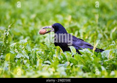 Turmvogel mit Walnuss im Schnabel (Corvus frugilegus) Stockfoto