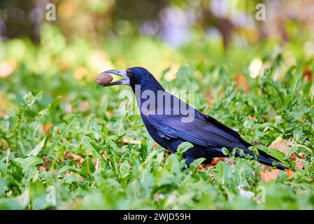 Turmvogel mit Walnuss im Schnabel (Corvus frugilegus) Stockfoto