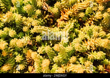 Sedum-Album, weißer Steinpilz, bei Bad Griesbach, Bayern, Deutschland sedum-Album, weißer Steinpilz-Verbessert-RR Stockfoto