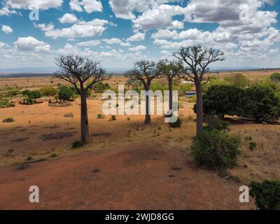 Baobabs in der Nähe der Straße, Madagaskar Stockfoto