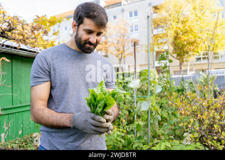 Junger arabischer lächelnder bärtiger Bauer mit frischem Salatgrün Stockfoto