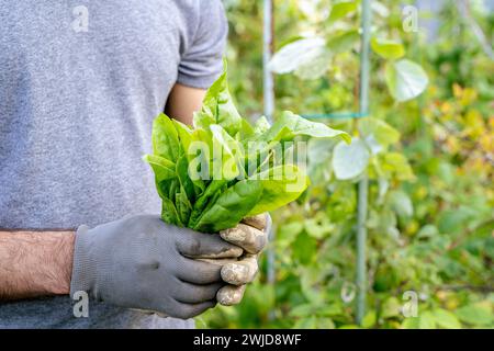 Junger arabischer lächelnder bärtiger Bauer mit frischem Salatgrün Stockfoto