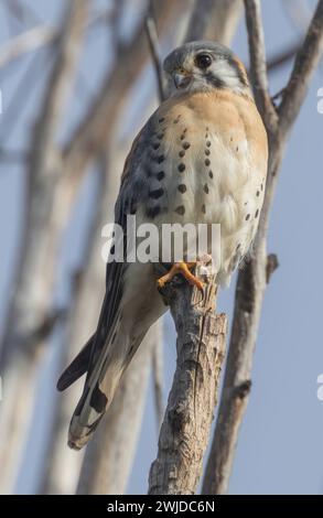 Amerikanischer Kestler, Männlich. Palo Alto Baylands, Santa Clara County, Kalifornien. Stockfoto