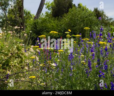 Beliebte Gartenliebhaber wie Yarrow, Larkspur, Red Yucca und Apache Plume, die im Hinterhof eines Hauses wachsen. Stockfoto