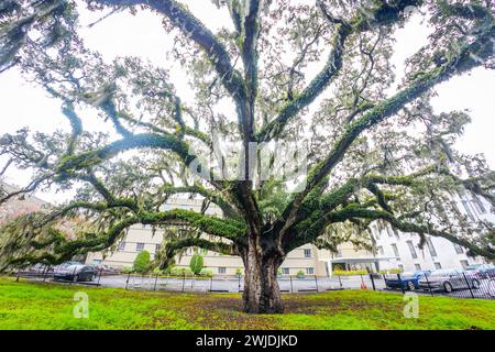Savannah, GA, USA - 12-26-2023: Old Candler Oak Local Attraction Tree im Stadtzentrum von Savannah, Georgia Stockfoto