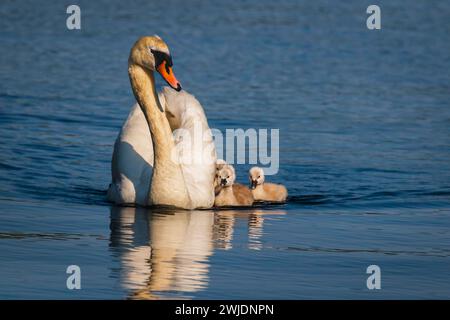 Mutter Mute Swan (Cygnus olor) schwimmt anmutig auf dem See mit ihren Baby-Zygneten Stockfoto