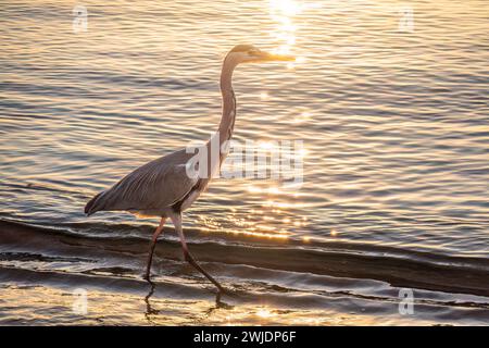 Ein Reiher jagt im Meer. Grauer Reiher auf der Jagd. Graureiher, Ardea cinerea Stockfoto