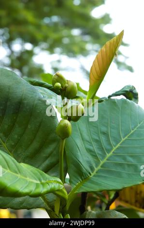 White Semboja ist eine Gruppe von Pflanzen der Gattung Plumeria. Kambodscha, Frangipani. Blütenknospen, die noch nicht geblüht sind Stockfoto