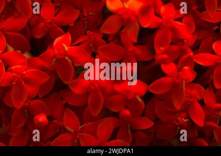 Schöne rote Stachelblume. König Ixora blüht (Ixora chinensis). Rubiaceae Blüten. Ixora-Blüte. Ixora coccinea Blume im Garten. Waldflamme Stockfoto