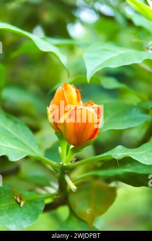 Eine in feuchten Wäldern heimische Blattkaktusart mit großen rosenartigen orange-roten Blüten wird Leuenbergeria bleo sin genannt. Pereskia bleo. Der Seven S Stockfoto