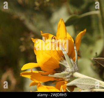 Männlich an weiblicher Goldenrod Crab Spider (Misumena vatia), an Arrowleaf Balsamroot (Balsamorhiza sagittata) in den Beartooth Mountains, Montana Stockfoto