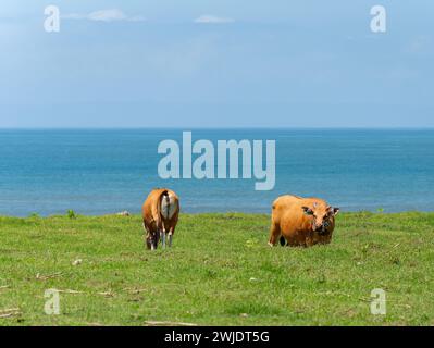 Zwei Kühe, die in Medewi auf der Insel Bali in Indonesien weiden. Stockfoto