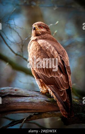 Gemeiner Bussard (Buteo buteo), der auf einem Ast sitzt Stockfoto